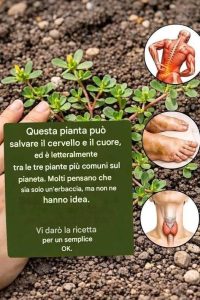 LA PIANTA PIÙ POTENTE DEL MONDO... scopri di più