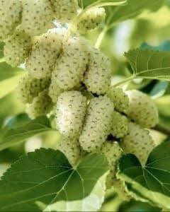 Non so che frutto sia, lo vedo per la prima volta