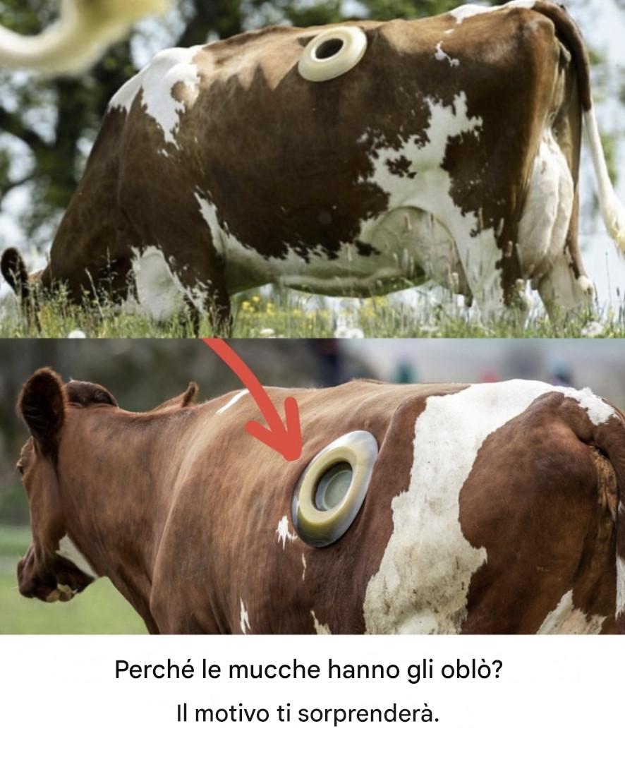 Perché le mucche hanno gli oblò?