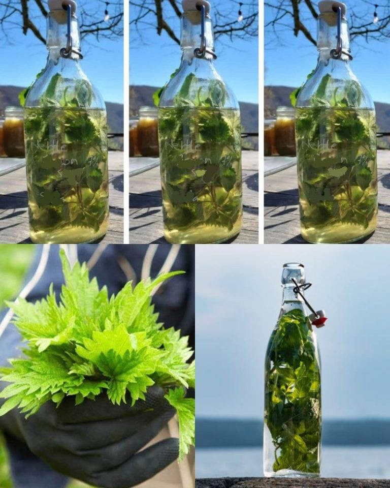 L'ortica nell'ALCOOL è più forte di qualsiasi medicina, diceva mio nonno: ricordati questa ricetta per la vita!