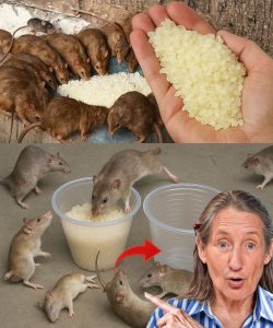 Questo farà sparire topi e scarafaggi in un solo giorno…