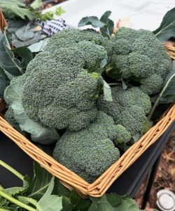 I medici rivelano che mangiare broccoli provoca…