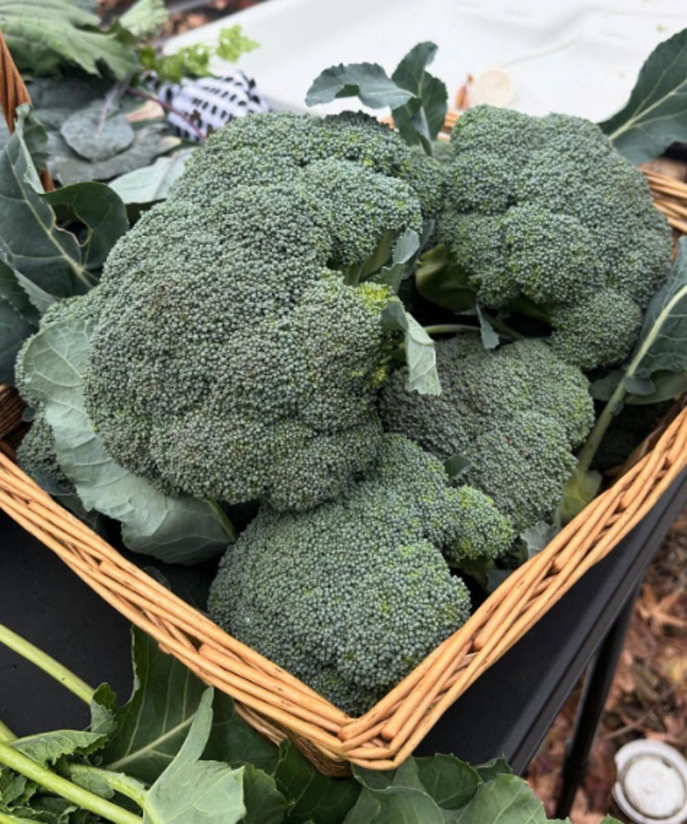 I medici rivelano che mangiare broccoli provoca…