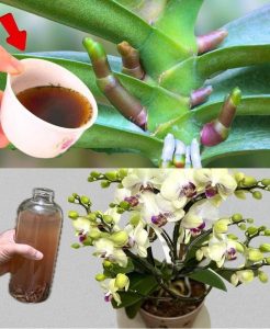 Un’orchidea molto frondosa sarà 10 volte più bella se la annaffi con questo.