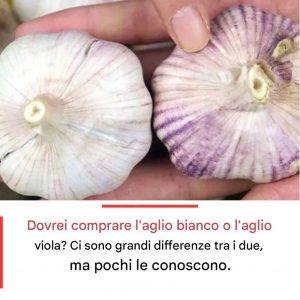 Aglio bianco vs. aglio viola...qual è la differenza e quale dovresti scegliere?