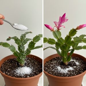 Risveglio autunnale: dare vita ai fiori di casa con un piccolo segreto