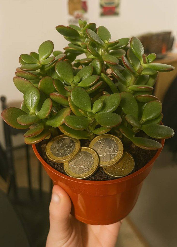 ’Albero di Giada (Crassula ovata)