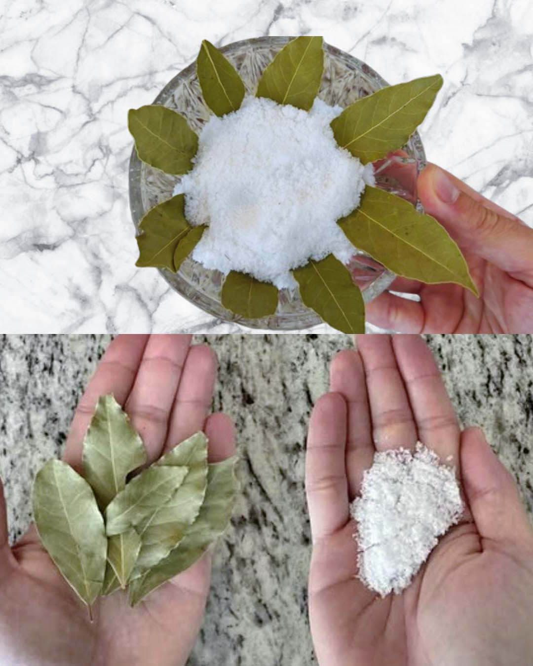 Alloro, sale e bicarbonato: un abbinamento dai sorprendenti benefici per la casa