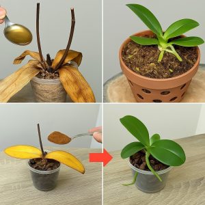 Spargi 1 cucchiaio sulle radici morte dell’orchidea! Risvegliata all’improvviso, fiorisce tutto l’anno.