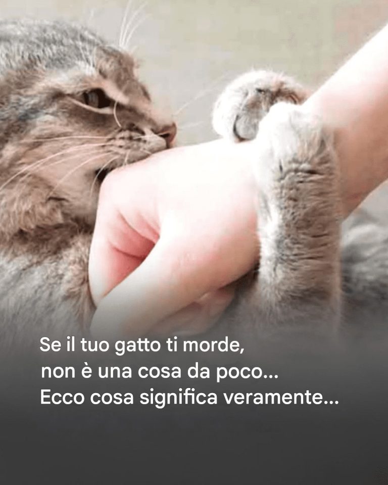 Il mio gatto: mi ama poco, molto, follemente o per niente?