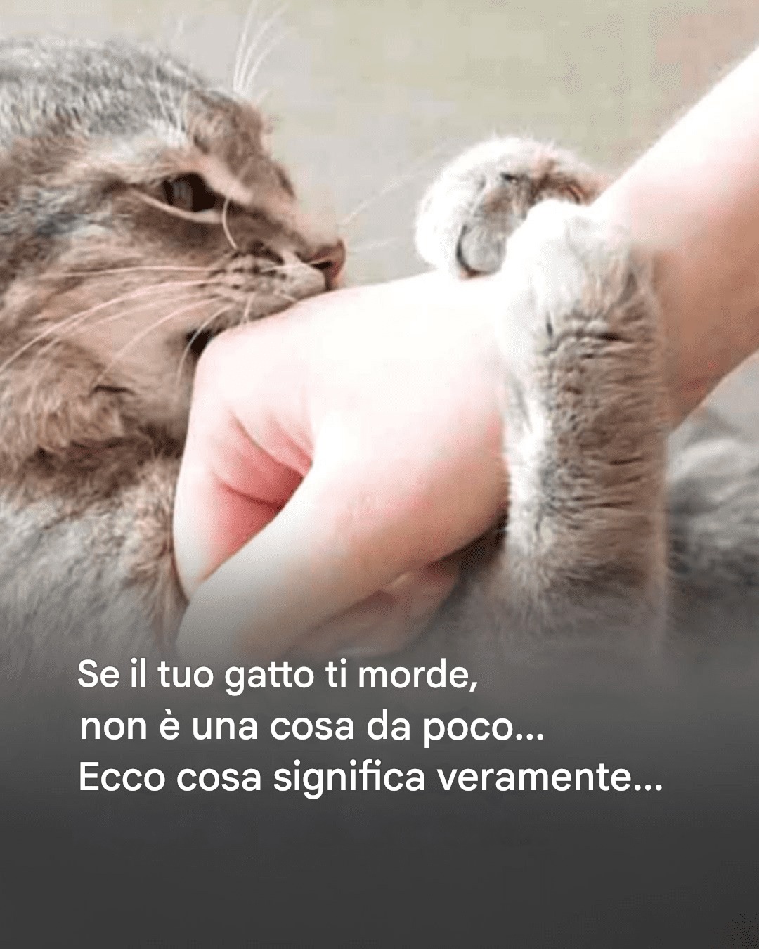 Il mio gatto: mi ama poco, molto, follemente o per niente?