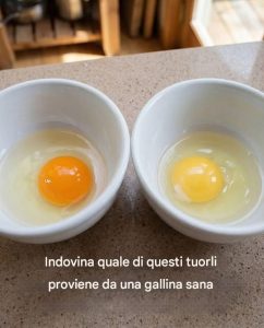Indovina quale di questi tuorli proviene da una gallina sana