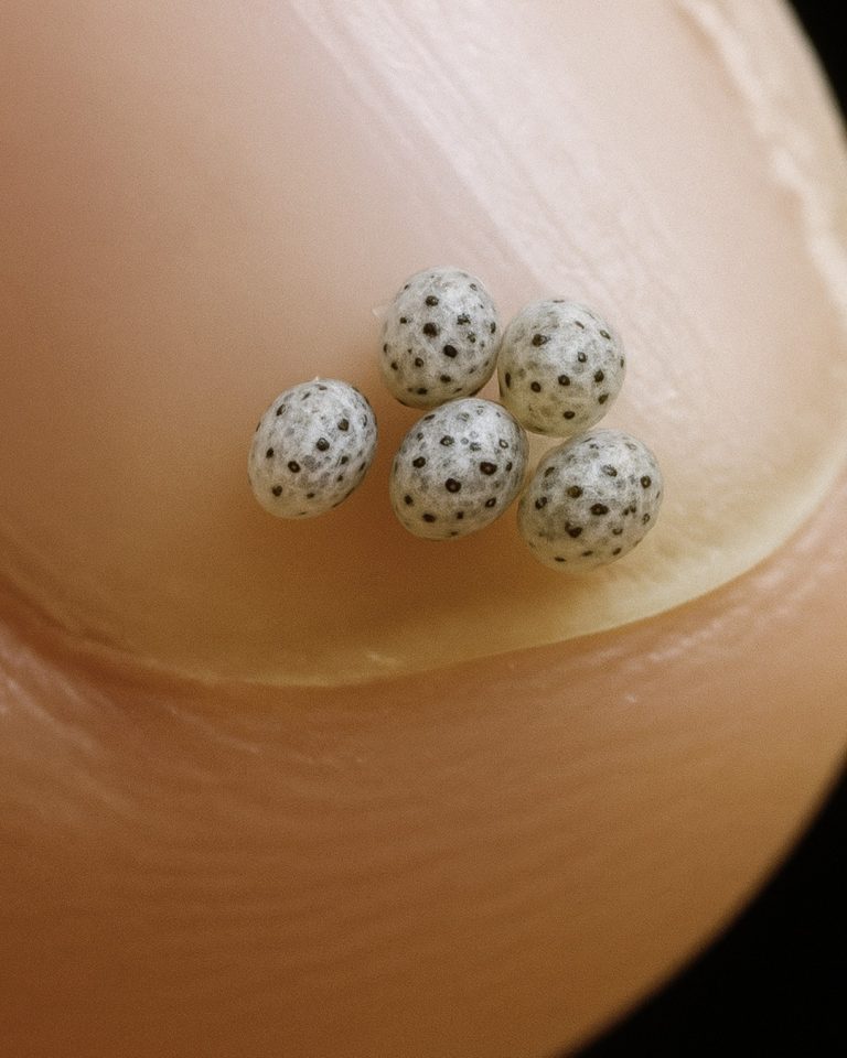 Abbiamo ordinato un’insalata, ma c’erano minuscole macchie nere nel cibo: ci hanno portato direttamente in ospedale