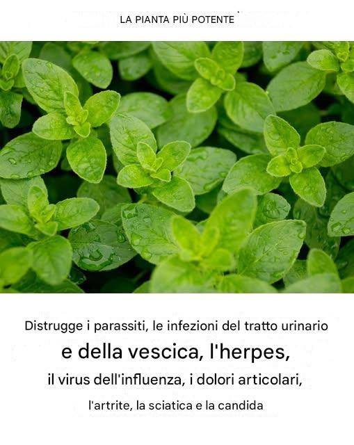 È una delle piante più potenti al mondo.