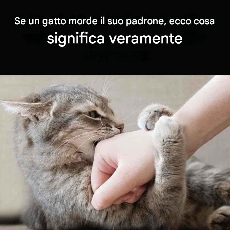 Il tuo gatto ti morde? Ecco cosa significa