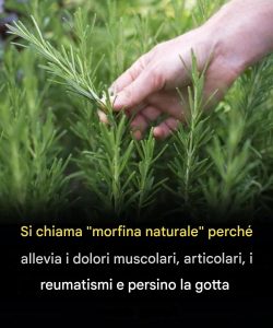 I benefici del rosmarino per gli anziani: l’aiuto della natura per un invecchiamento sano