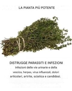 Należy do najpotężniejszych roślin na świecie.