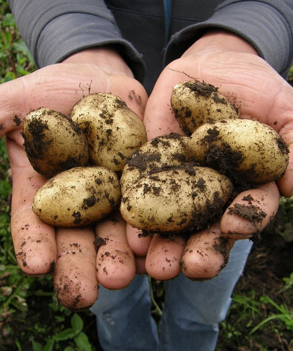 Doctors reveal that eating potatoes causes… See more…