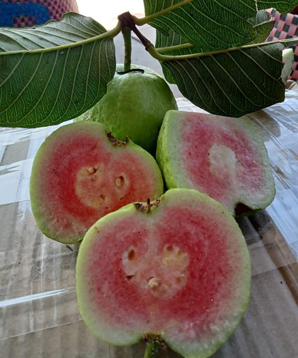I medici rivelano che il tè di foglie di guava provoca…