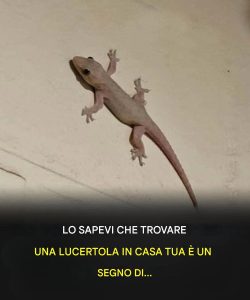 Did you know that when a lizard visits your house it's a sign of... See more