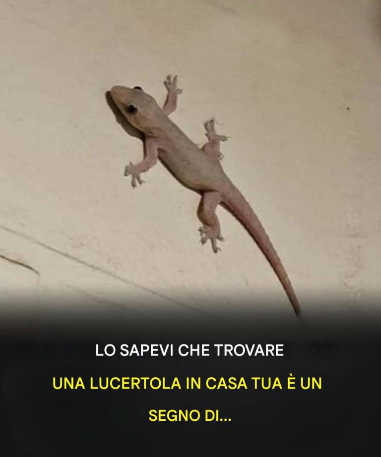 Did you know that when a lizard visits your house it's a sign of... See more